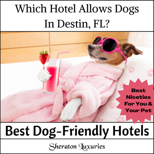 Which Hotel Allows Dogs In Destin, FL? Best 5 Dog-Friendly Hotels