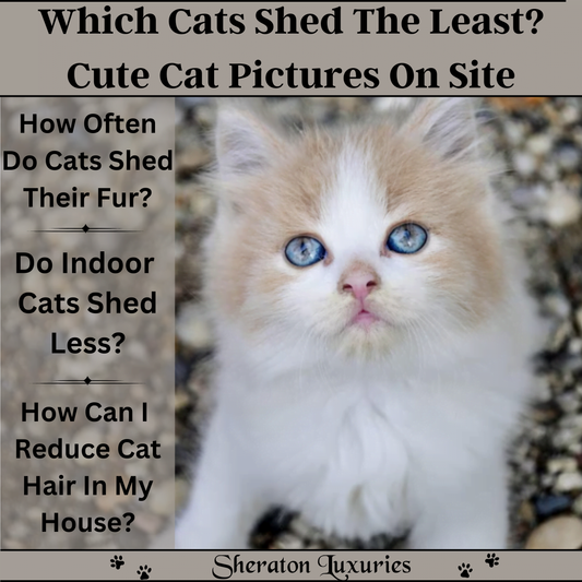 Which Cats Shed The Least? Cute Cat Pictures On Site