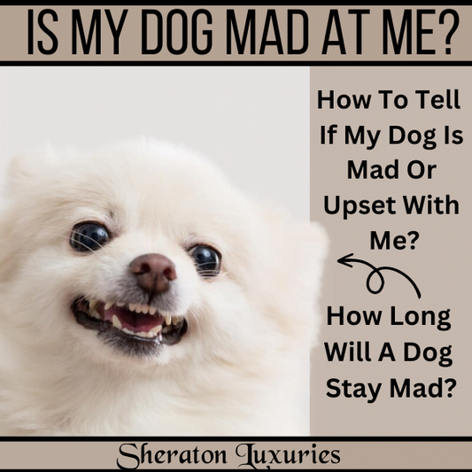 Is My Dog Mad At Me? The Truth About What Your Dog Is Thinking