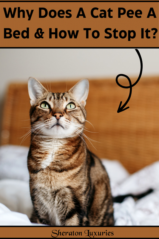 Why Does A Cat Pee A Bed & How To Stop It?