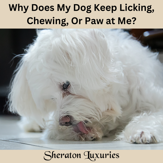 Why Does My Dog Keep Licking, Chewing, Or Paw At Me?