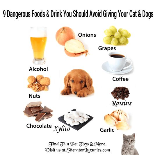What 9 Human Foods & Drinks Dogs And Cats Can't Eat?