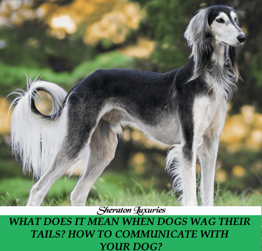 What Does It Mean When Dogs Wag Their Tails?