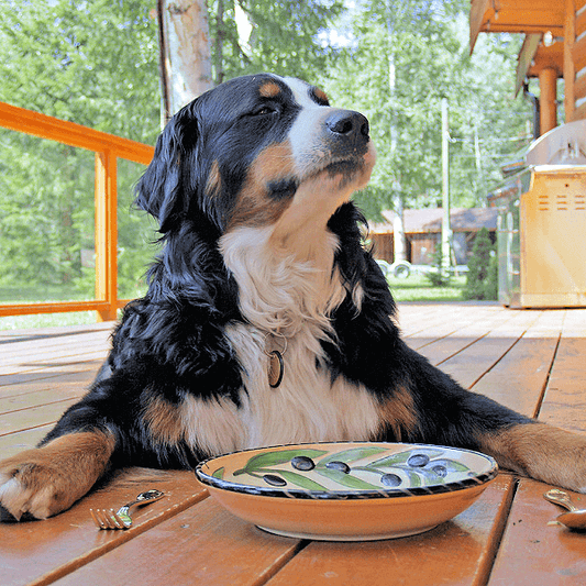 Why Dogs Swallow Their Food Without Chewing