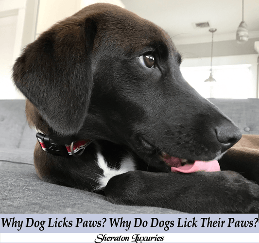 Why Dog Licks Paw?