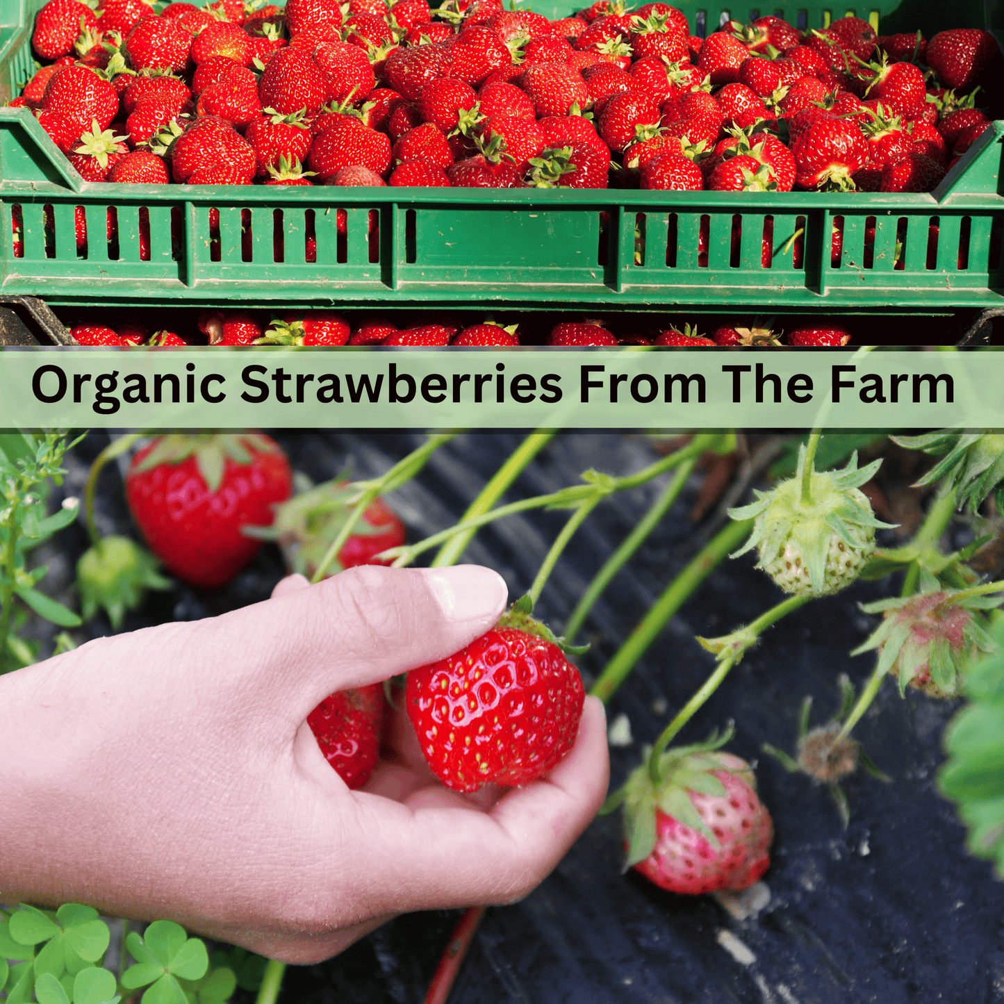 Organic Freeze-Dried Strawberries – Crunchy Snack & Dessert Topping with Optional Vanilla Sugar