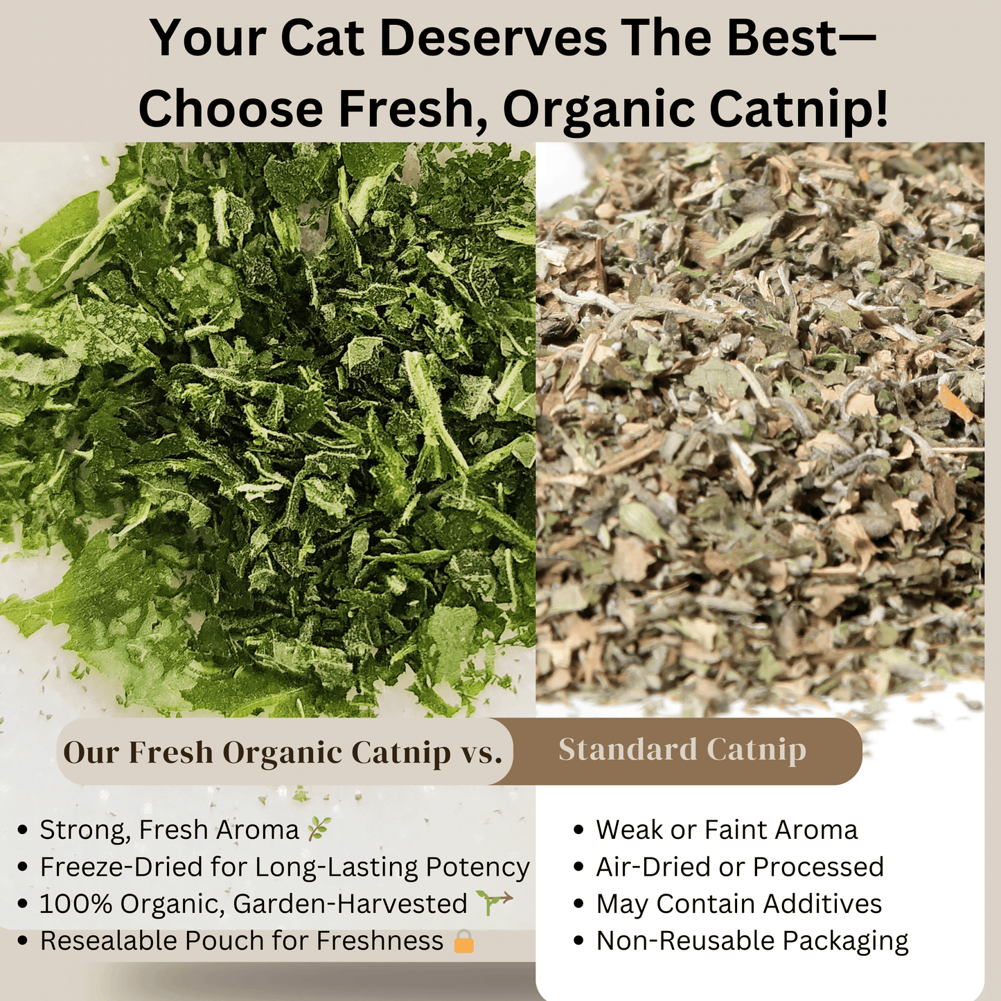 Organic Catnip-Fresh | Freeze-Dried Natural Treats for Cats| Strong Aroma