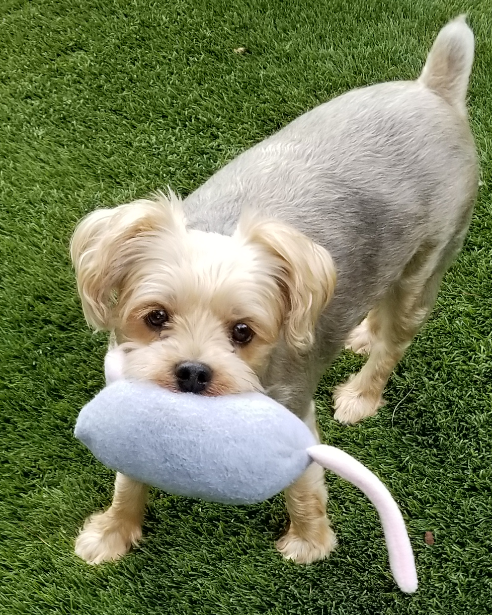 mouse toy for dogs